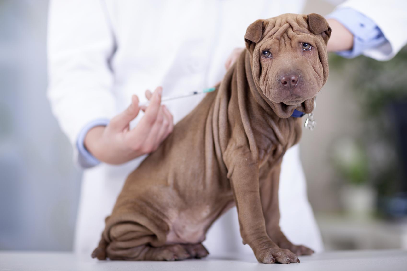 A importância das vacinas para cães
