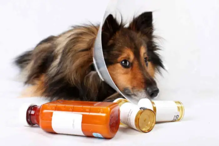 Medicamento para dor em cachorro