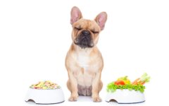 Alimentação Natural para Cães – Guia passo a passo
