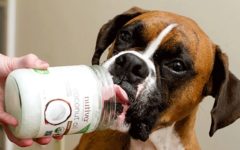6 surpreendentes benefícios do óleo de coco para cães