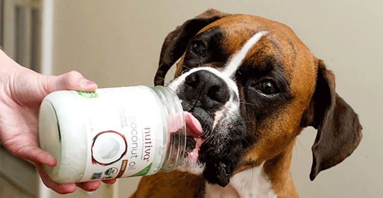 O óleo de coco é bom para os dentes do seu cão