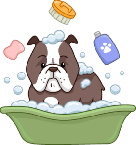 Como dar banho no cachorro - Guia completo passo a passo