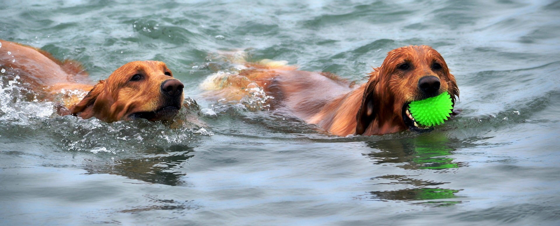 cachorros nadando