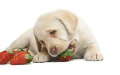 Lista de 13 alimentos saudáveis para cachorros