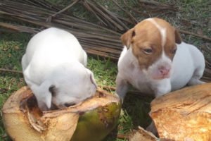 8 alimentos para combater doenças em cães [O oitavo faz milagres]