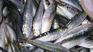 Sardinhas Para Cães: Uma Receita Fácil