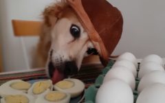 Cachorro Pode Comer Ovo?