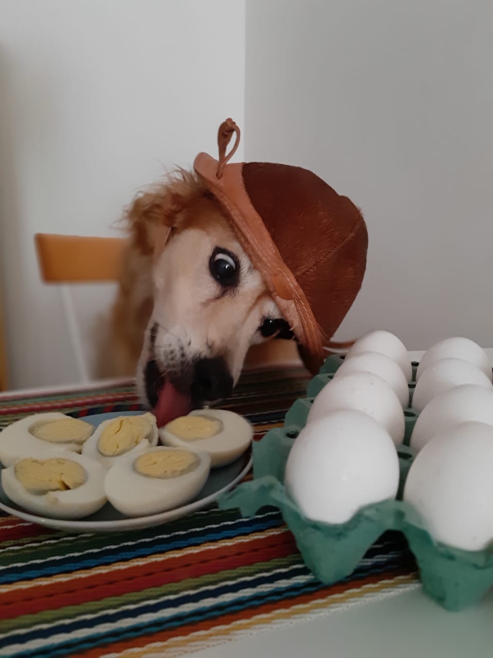 Cachorro Pode Comer Ovo