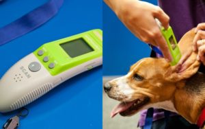 Como Saber Se O Cachorro Está Com Febre?