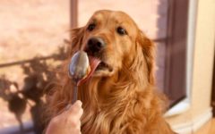 Cachorro Pode Comer Amendoim?
