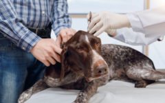 Tudo o que você precisa saber sobre a doença de Lyme em cães