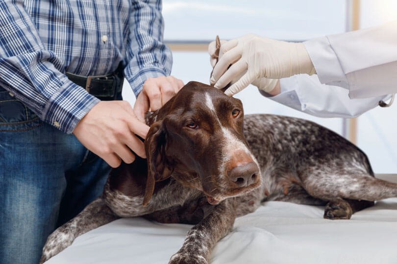doença de Lyme em cães