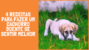 4 receitas para fazer um cachorro doente se sentir melhor