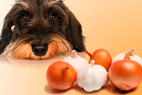alimentos perigosos para cães
