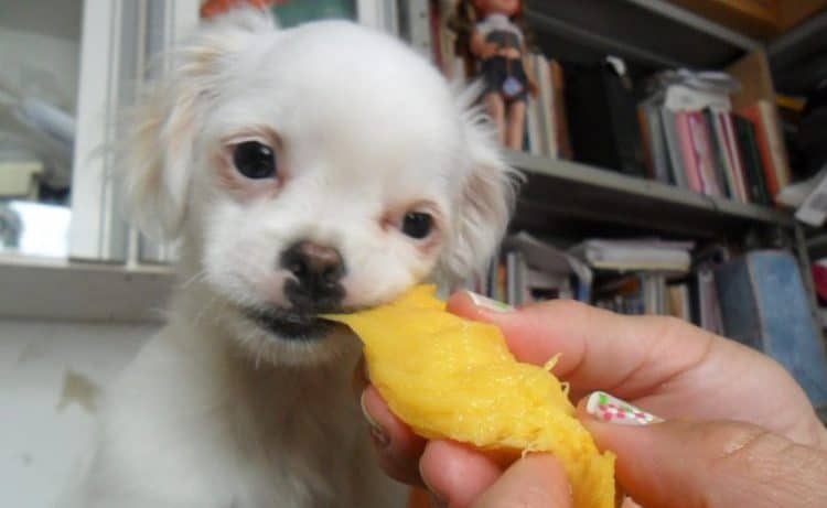 cachorro comendo manga