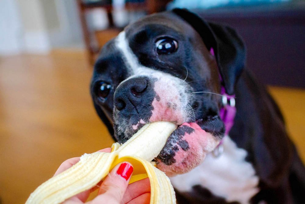 cachorro comendo Bananas