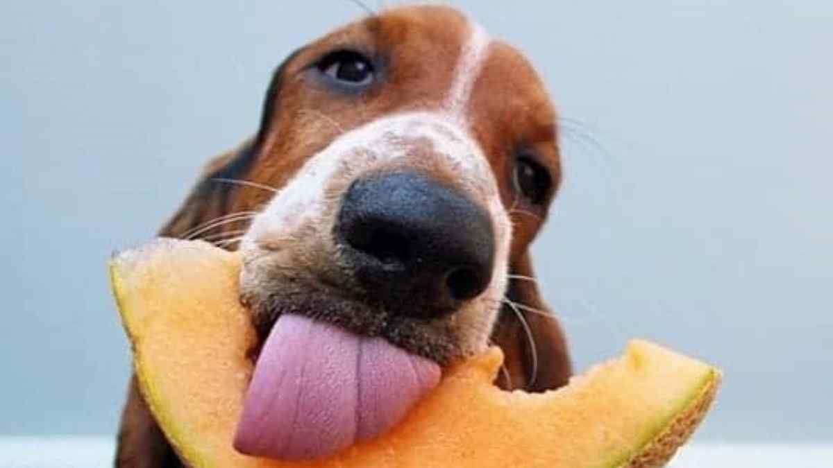 cães podem comer melão