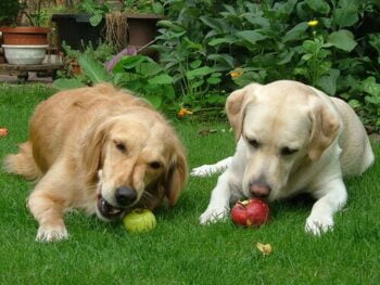 13 frutas que cachorro pode comer e seus benefícios