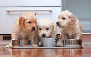 Alimentação natural para cães filhotes