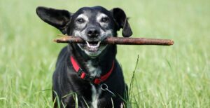 Alimentação natural para cães idosos