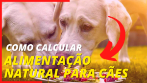 Alimentação natural para cães: como calcular