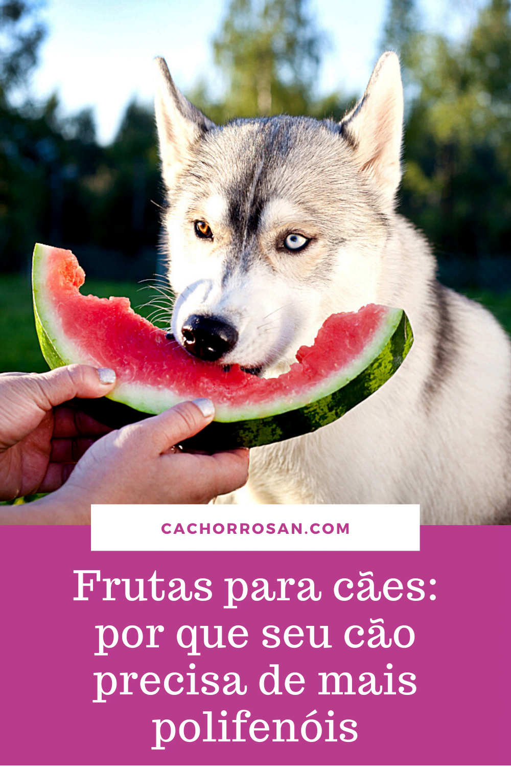 Frutas para cães_ por que seu cão precisa de mais polifenóis (1)