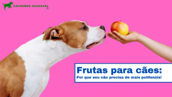 Frutas para cães: por que seu cão precisa de mais polifenóis