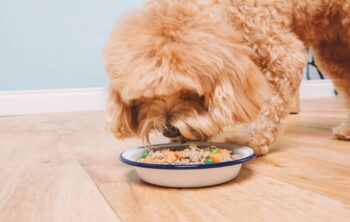 25 alimentos proibidos para cachorro