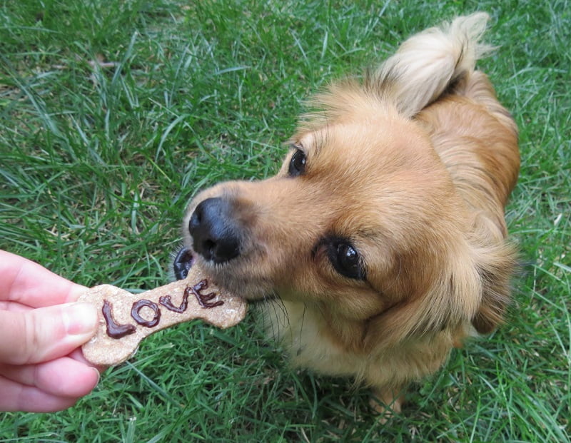 cachorro comendo biscoito