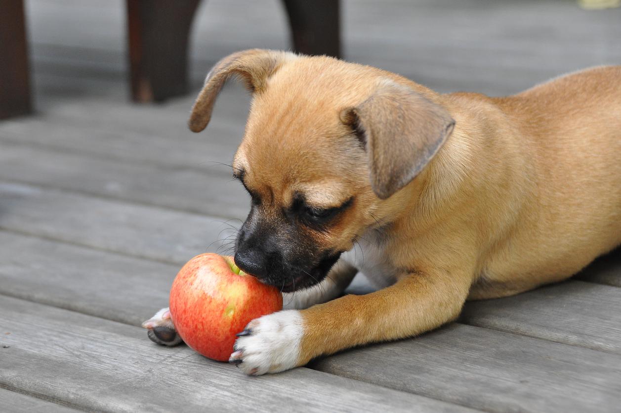 cachorro comendo maçã