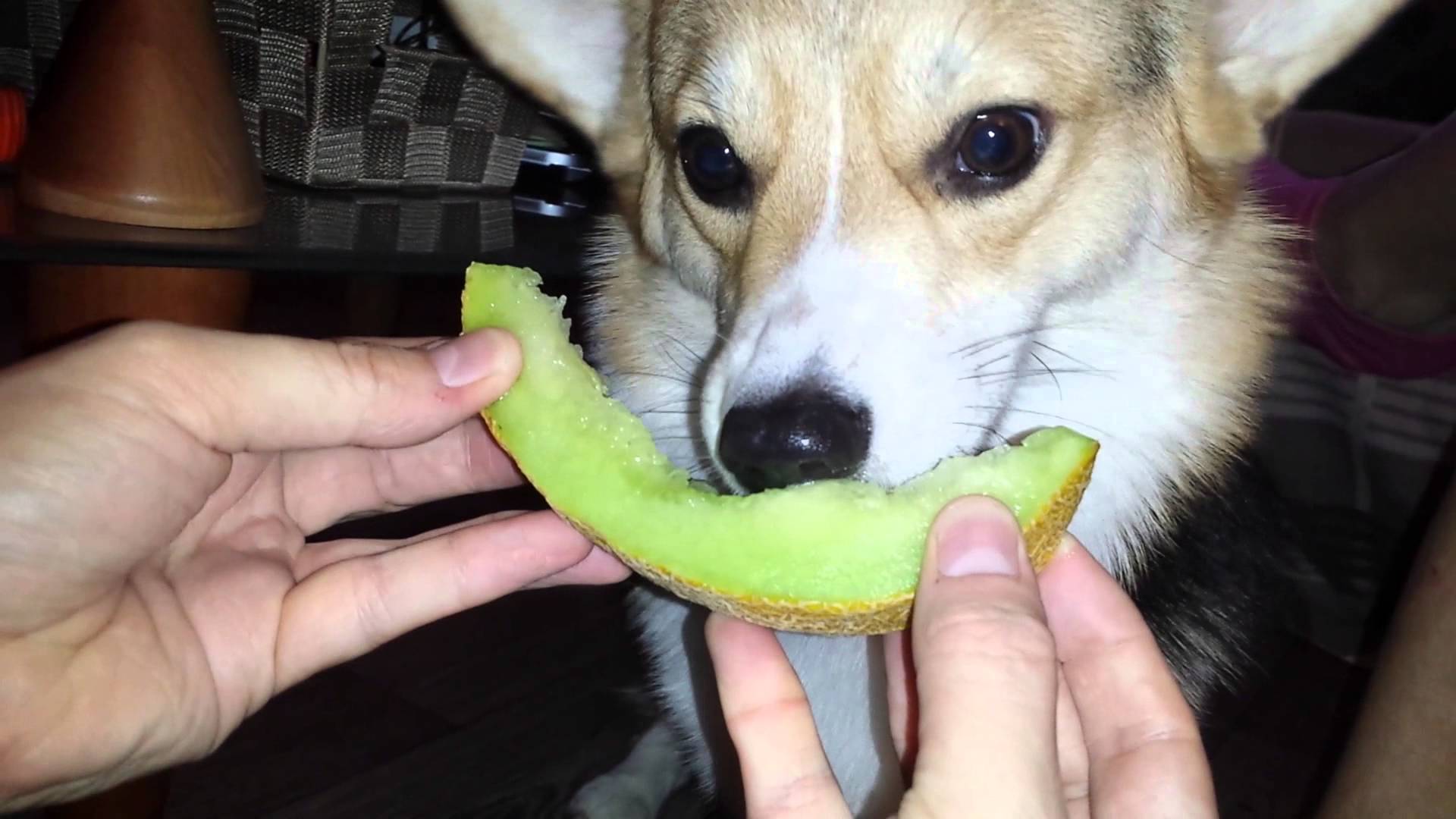 cachorro comendo melão