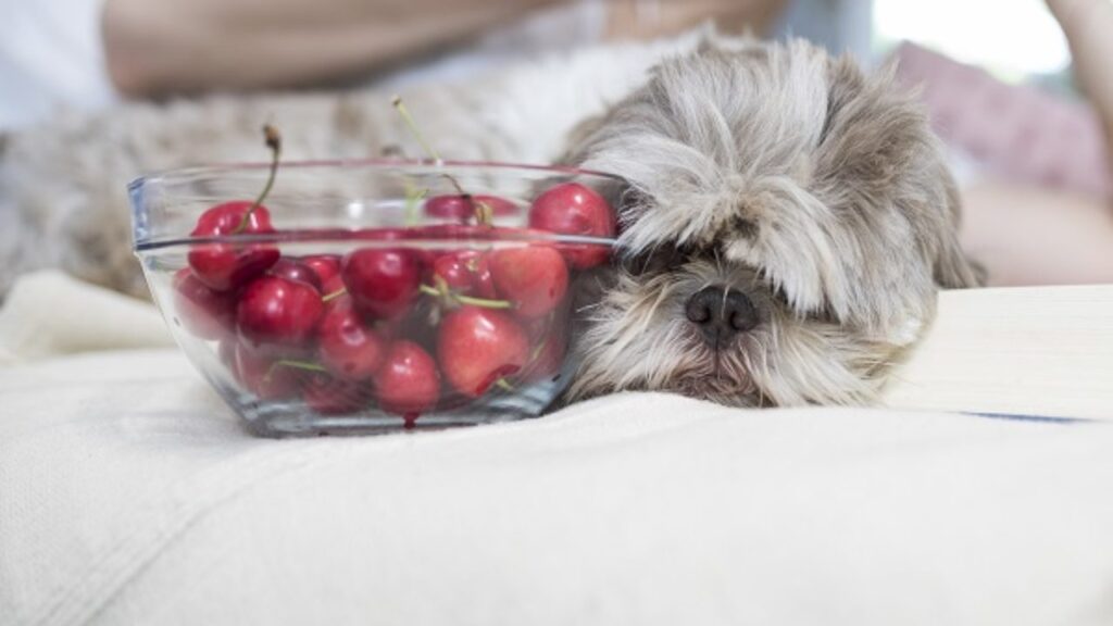 cachorro pode comer cerejas
