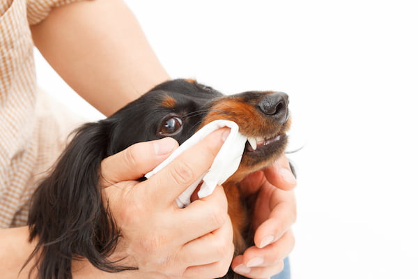 escovando dentes de cachorro