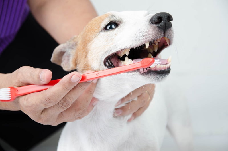 escovar os dentes de cachorro