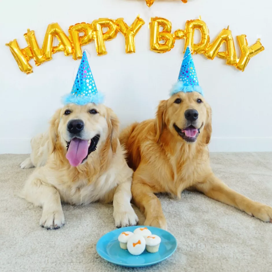 comemorar o aniversário do seu cão