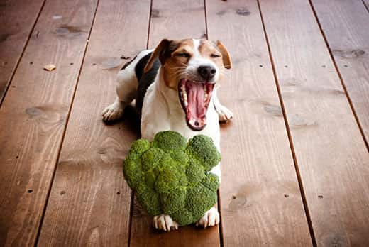 Cachorro pode comer Brócolis