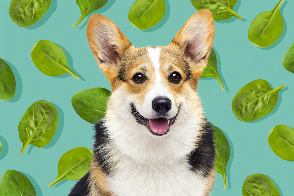 Cachorro pode comer Espinafre?