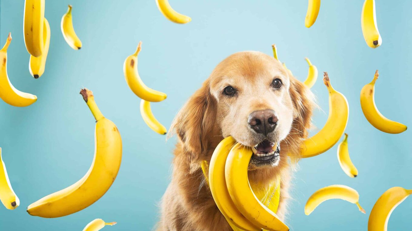 Cachorro pode comer banana