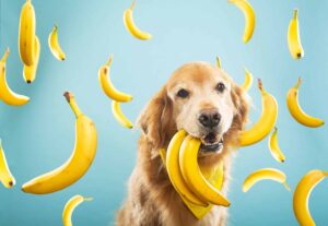 Cachorro pode comer banana?