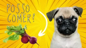 Cachorro pode comer beterraba? Benefícios nutricionais da beterraba para cães