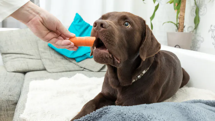 Cachorro pode comer cenoura