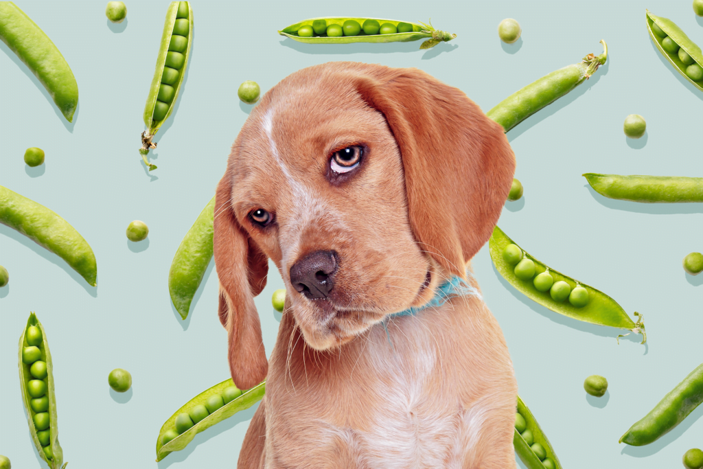 Cachorro pode comer ervilhas?