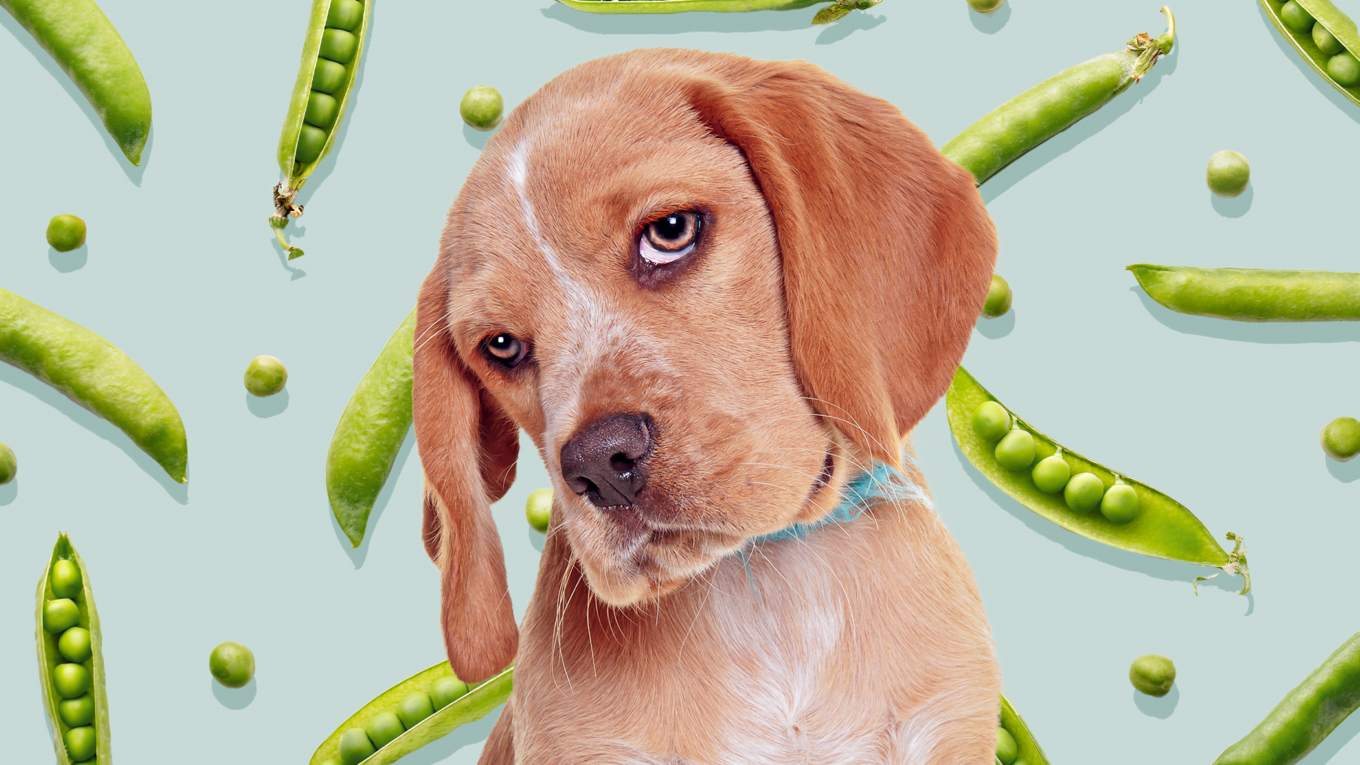 Cachorro pode comer ervilhas?