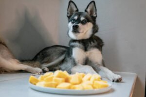 Cachorro pode comer manga?