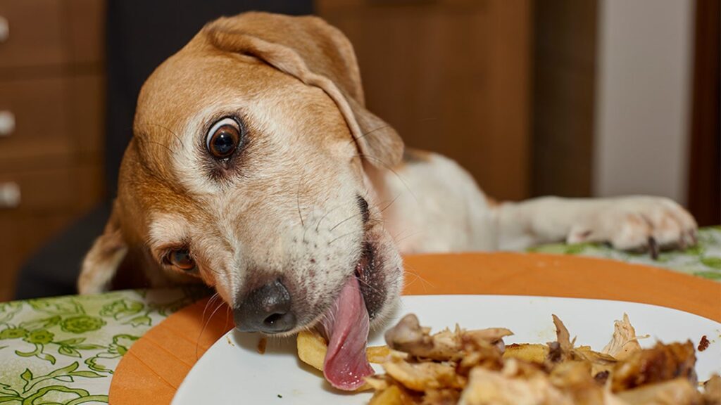 Alimentos tóxicos para cães