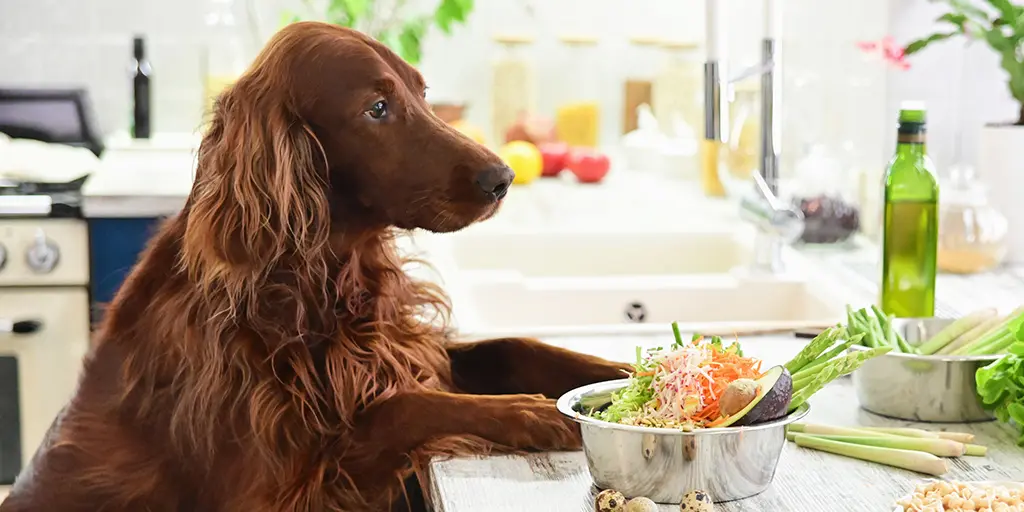 Alimentação Natural para Cães com Doenças Crônicas