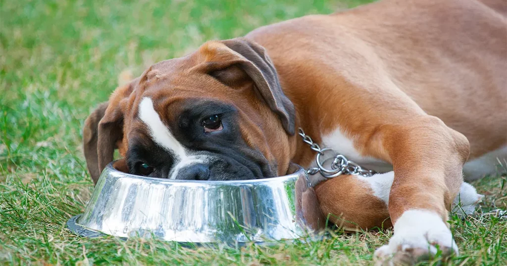 Alimentação natural para cães com alergias e intolerâncias alimentares