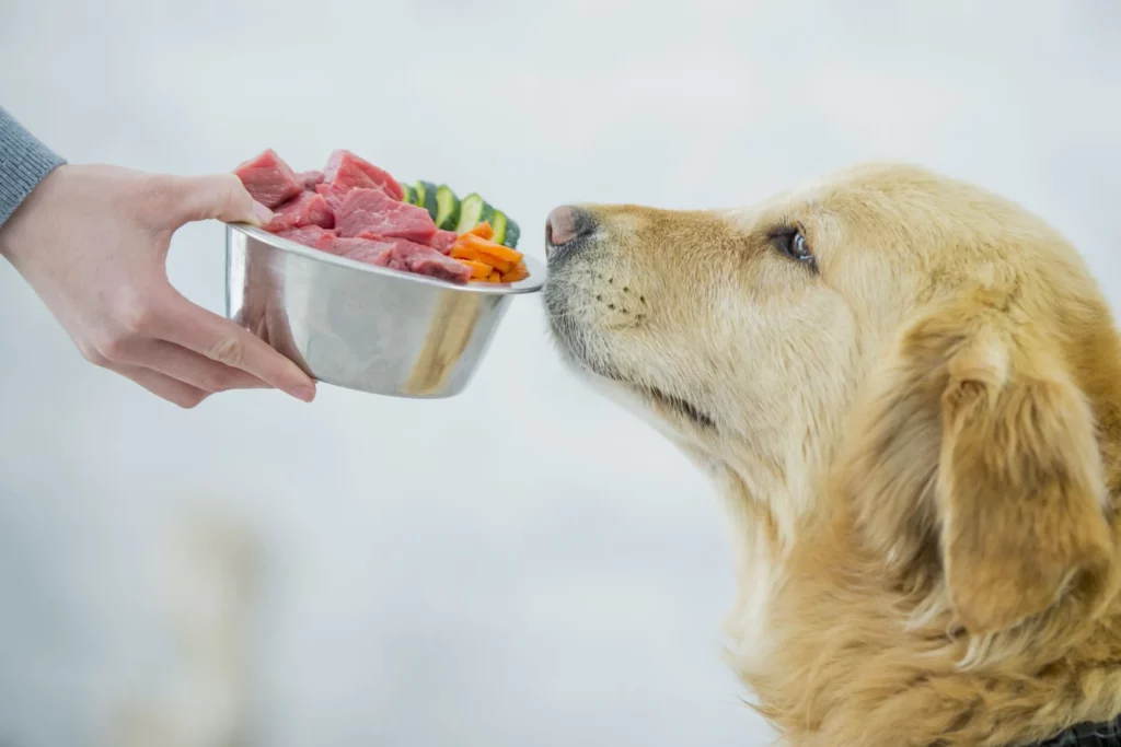 Alimentação natural para cães com problemas de saúde
