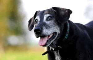 Benefícios da Alimentação Natural para Cães Idosos