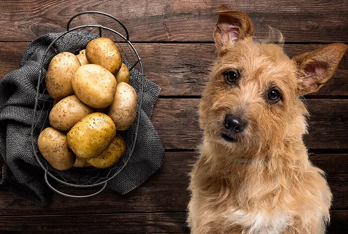 Cachorro pode comer batata